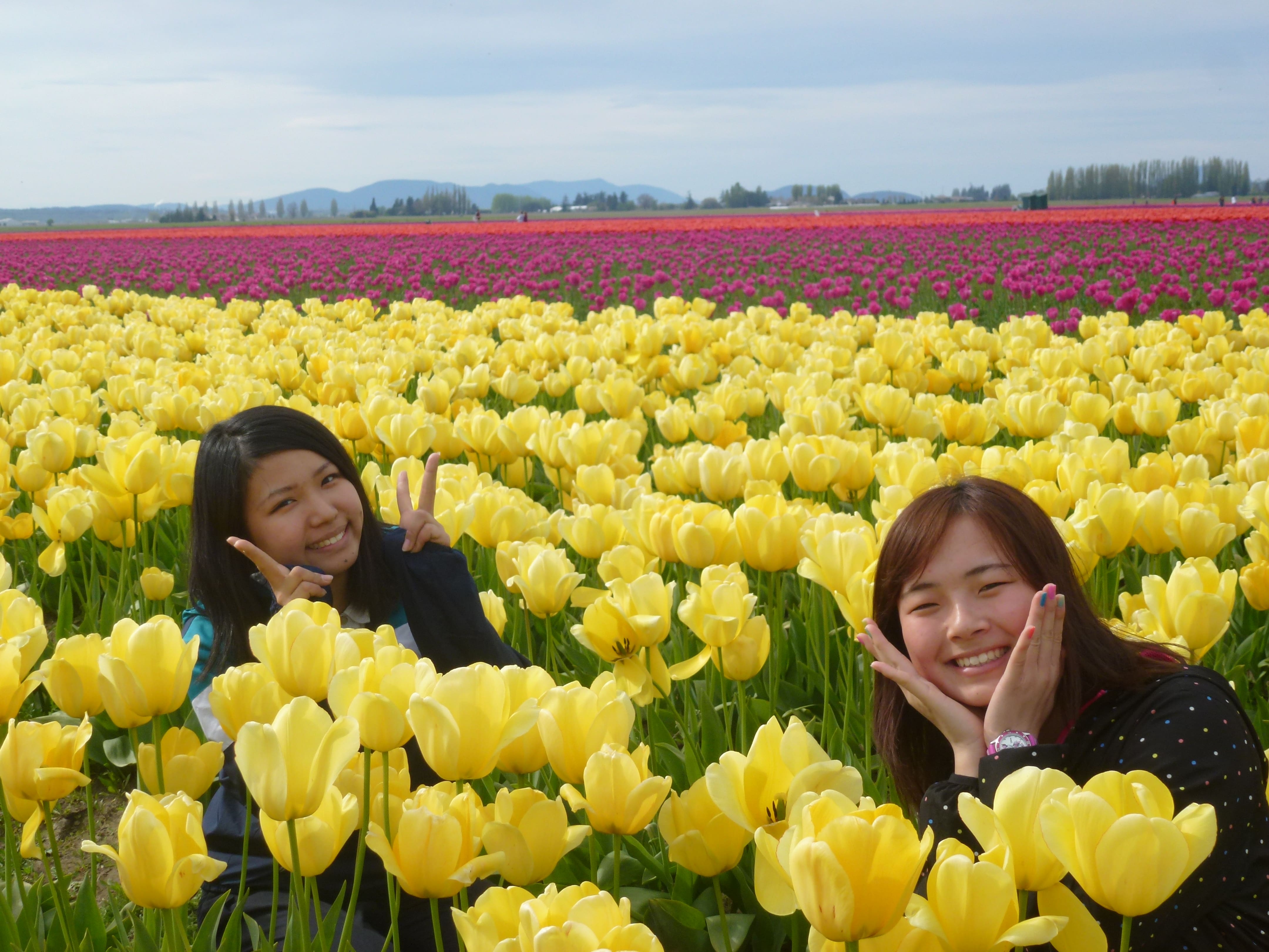 Tulips in Skagit Valley, Washington State